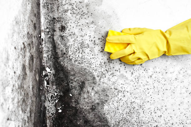 Auberry, CA Mold Removal Company