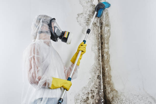 Best Best Mold Removal Companies  in Auberry, CA