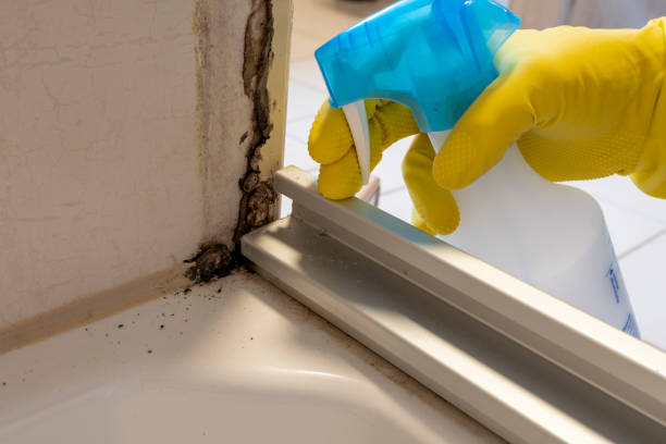 Best Fast Mold Removal  in Auberry, CA