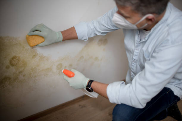 Best Certified Mold Removal  in Auberry, CA