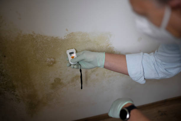 Best Mold Cleaning Services  in Auberry, CA
