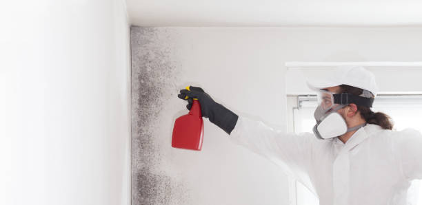 Best Same-Day Mold Removal  in Auberry, CA