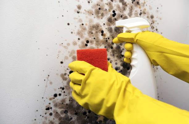 Best Mold Removal Company Near Me  in Auberry, CA