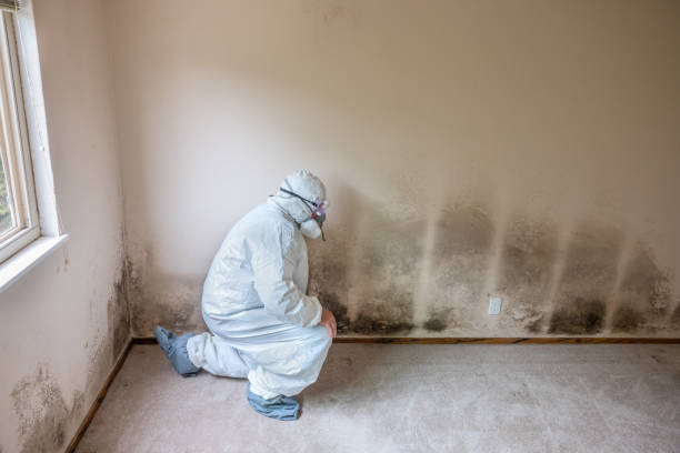 Best Mold Removal Process  in Auberry, CA