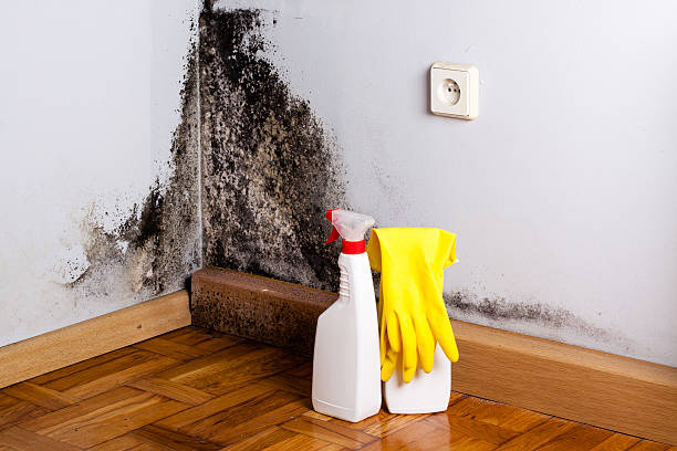 Best Local Mold Removal Service  in Auberry, CA