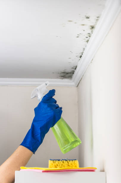 Best Home Mold Removal  in Auberry, CA
