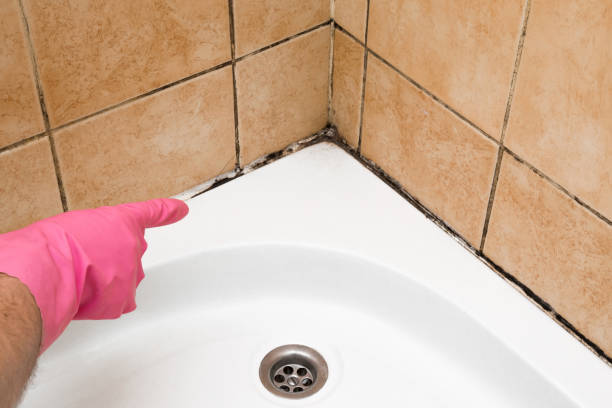 Best Toxic Mold Removal  in Auberry, CA