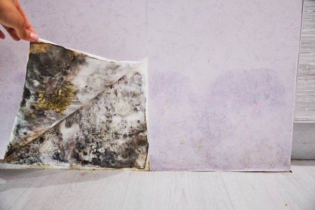 Best Water Damage Restoration  in Auberry, CA